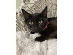 Adopt Jane a All Black Domestic Mediumhair / Domestic Shorthair / Mixed cat in