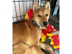 Adopt Prang a Jindo dog in LONG ISLAND CITY, NY (38877586)