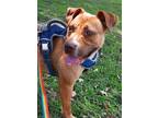 Adopt Diane a Pit Bull Terrier / Mixed dog in Portsmouth, VA (38629957)