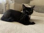 Adopt Gwenie a Black & White or Tuxedo Domestic Mediumhair / Mixed (medium coat)