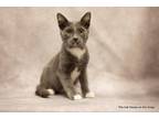 Adopt Jack a Gray or Blue (Mostly) Domestic Shorthair (short coat) cat in