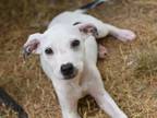 Adopt Brave Blossom a White - with Black Whippet dog in Brewster, NY (38877307)