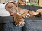 Adopt Maverick a Pit Bull Terrier / Labrador Retriever / Mixed dog in Paola