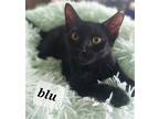 Adopt Blu a All Black Domestic Shorthair / Mixed (short coat) cat in Oviedo