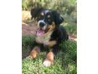 Adopt George a Tricolor (Tan/Brown & Black & White) Border Collie / Shepherd