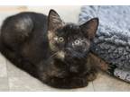 Adopt Raptor - In Foster a Domestic Shorthair / Mixed cat in Birdsboro