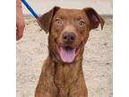 Adopt Sid - PAWS a Brown/Chocolate Mixed Breed (Large) / Mixed dog in Las