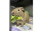 Adopt Chocolate Chip a Brown or Chocolate Guinea Pig (short coat) small animal