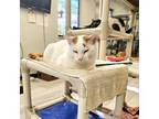 Adopt Noah a White Domestic Shorthair / Mixed cat in Waldorf, MD (38876940)