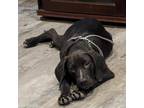 Adopt Frito a Black Mixed Breed (Medium) / Mixed dog in Denison, TX (38871874)