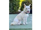 Adopt SHINBI a White Jindo / Terrier (Unknown Type, Medium) / Mixed dog in