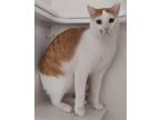 Adopt Jet a Domestic Shorthair / Mixed (short coat) cat in Phoenix