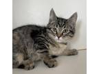 Adopt Cynda a Gray or Blue Domestic Shorthair / Mixed cat in Spanish Fork