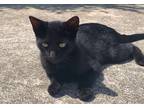 Adopt Kelsey- 1/2 price adoption fee a All Black Bombay (short coat) cat in New