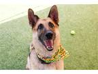 Adopt PATTON a Black German Shepherd Dog / Mixed dog in Tustin, CA (38874382)