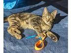 Adopt VH1 a Brown Tabby Domestic Shorthair / Mixed (short coat) cat in Satellite