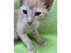 Adopt Cappuccino a Tan or Fawn Domestic Shorthair (short coat) cat in Dayton
