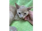 Adopt Chandon a Tan or Fawn Domestic Shorthair (short coat) cat in Dayton
