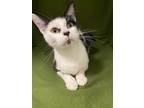 Adopt Evergreen a Black & White or Tuxedo Domestic Shorthair (short coat) cat in