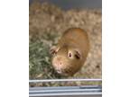 Adopt Ed Sheeran a Brown or Chocolate Guinea Pig (short coat) small animal in