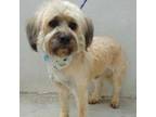 Adopt Oso a Lhasa Apso, Terrier