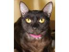 Adopt Sam a All Black Domestic Shorthair / Domestic Shorthair / Mixed cat in