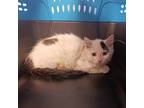 Adopt Smudge - BARN BUDDY CANDIDATE a White Domestic Mediumhair / Domestic