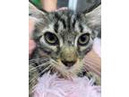 Adopt Jewel a Tiger Striped Domestic Longhair (long coat) cat in Patterson