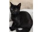 Adopt Brett a Domestic Shorthair / Mixed cat in Atlantic City, NJ (38873181)