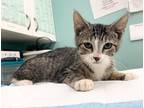 Adopt Venice-kitten a Brown Tabby Domestic Shorthair / Mixed (short coat) cat in