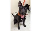 Adopt Mary a Shepherd (Unknown Type) / Labrador Retriever / Mixed dog in