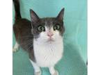 Adopt Cyn a Gray or Blue Domestic Shorthair / Mixed cat in Kanab, UT (38863227)
