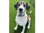 Adopt Jumbo a Hound (Unknown Type) / Mixed dog in Sheboygan, WI (38874800)