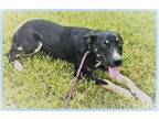 Adopt Chase is Doggie Social & Uber Sweet with People a Black - with Tan