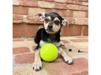 Adopt Puff a Mixed Breed (Medium) / Mixed dog in Rancho Santa Fe, CA (38874352)