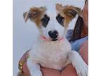 Adopt Racer a Mixed Breed (Medium) / Mixed dog in Rancho Santa Fe, CA (38874351)