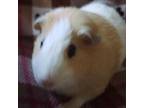 Adopt Joshua a Guinea Pig small animal in Temecula, CA (38874419)