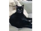 Adopt SPRITE - Offered by Owner - Young Lap cat a All Black Domestic Shorthair /