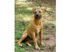 Adopt Lydia a Red/Golden/Orange/Chestnut - with Black Boxer / Black Mouth Cur /