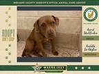 Adopt Princess a Mixed Breed (Medium) / Mixed dog in Melbourne, FL (38873991)