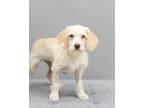 Adopt Whitley a Tan/Yellow/Fawn Terrier (Unknown Type, Medium) / Mixed dog in