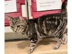 Adopt Cinnabon a Brown or Chocolate Domestic Shorthair / Domestic Shorthair /