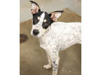 Adopt Velcro a Black Australian Cattle Dog / Mixed dog in Bowling Green