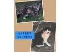 Adopt Expert Mouser a Domestic Shorthair / Mixed cat in Oxford, MS (38873947)