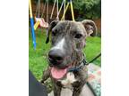 Adopt Eli a Brindle - with White Pit Bull Terrier / Mixed dog in Binghamton