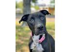 Adopt Nova a Black - with White American Staffordshire Terrier / Mixed dog in