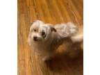 Adopt Jelly Bean a Silky Terrier