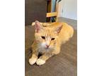 Adopt Georgia a Orange or Red Domestic Shorthair / Mixed (short coat) cat in Los