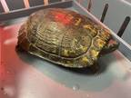 Adopt Gadget a Turtle - Water reptile, amphibian, and/or fish in Oceanside