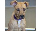 Adopt Lime a Brown/Chocolate Mixed Breed (Medium) / Mixed dog in Dallas